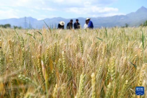 麦田 在线观看,在线观看,探寻心灵的田野之旅 第3张 麦田 在线观看,在线观看,探寻心灵的田野之旅 第3张